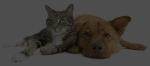 dog-cat
