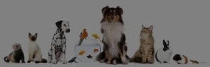 pets