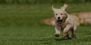 dog care