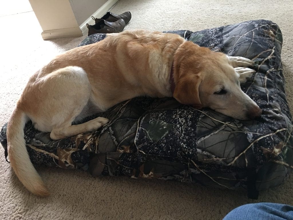 Pet Boarding Furry Friends Pet Boarding Service in Wellsville, UT