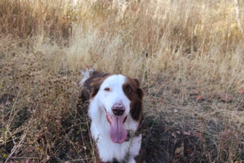 Border-Collie-Laying-in-Field