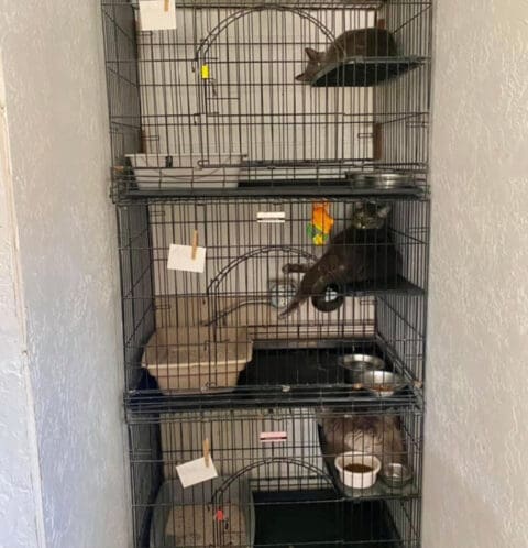 Kats-in-a-Kennel Cats in stacked kennels