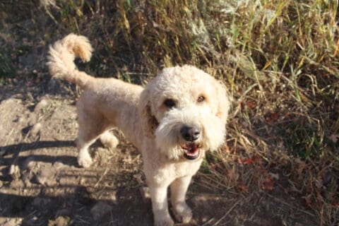 Single-dog-on-trail Fluffy dog on a trail
