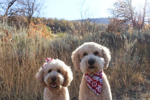 Two-dogs-in-a-field Two dogs standing next to each other on a trail